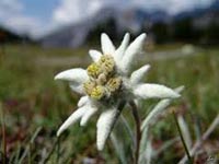 Edelweiss de los Pirineos